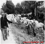 Tyskerne beslaglegger hester