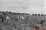 Svente -  Kartoffel erholong, oktober 1944