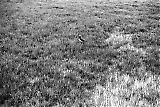 Filename=NS28042016-071.jpg
Filesize=370KiB
Dimensions=800x535
Date added=May 17, 2016 NS28042016-071.jpg