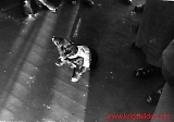 pol024.jpg